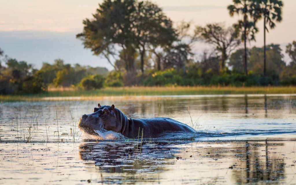 Where To See Hippos in Africa – The 12 Best Places To Go