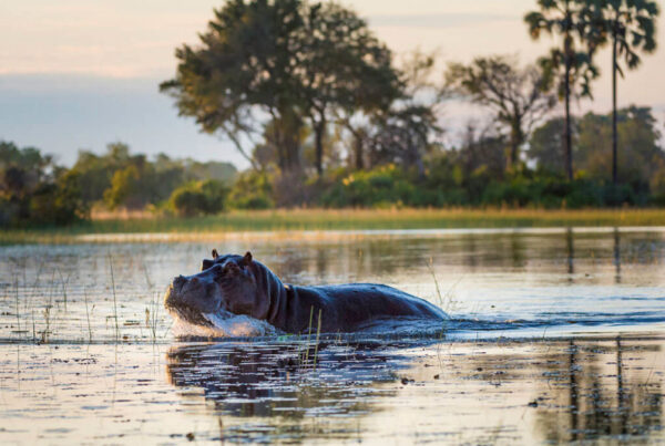 Where To See Hippos in Africa – The 12 Best Places To Go