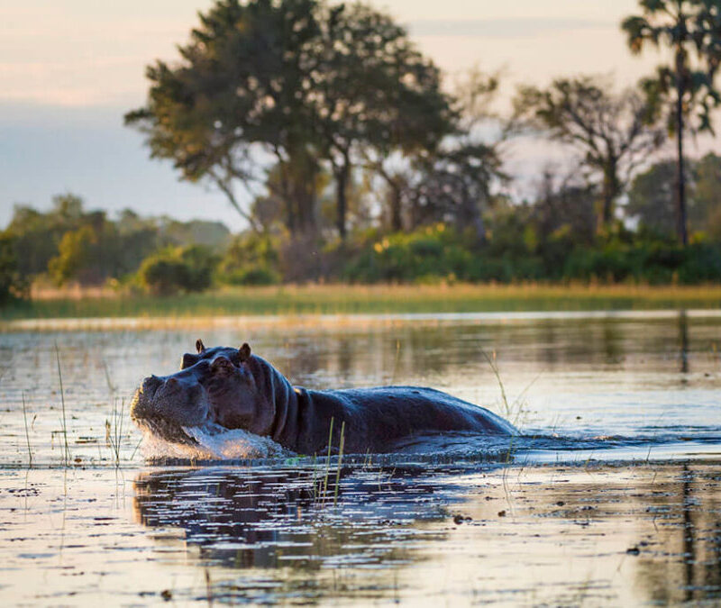 Where To See Hippos in Africa – The 12 Best Places To Go