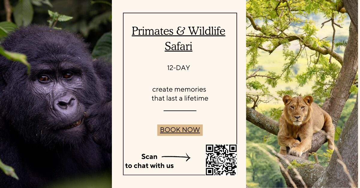 12 day uganda primates and wildlfe ad like