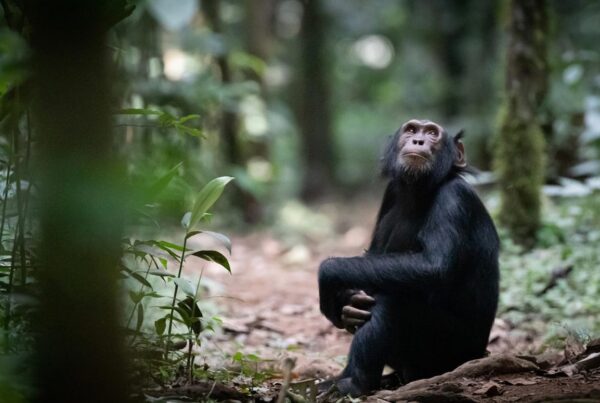 3-Day Murchison Falls, Chimp Trekking and African Big 5