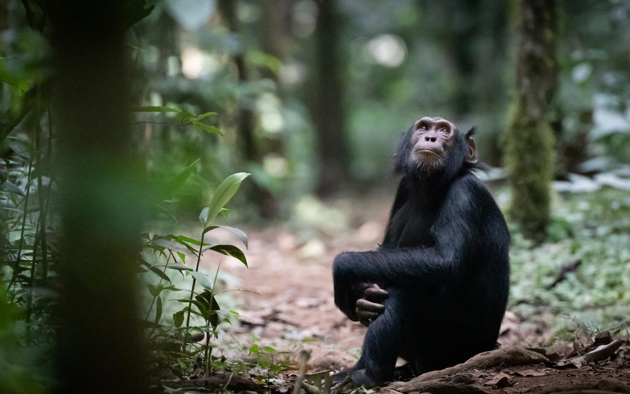 3-Day Murchison Falls, Chimp Trekking and African Big 5