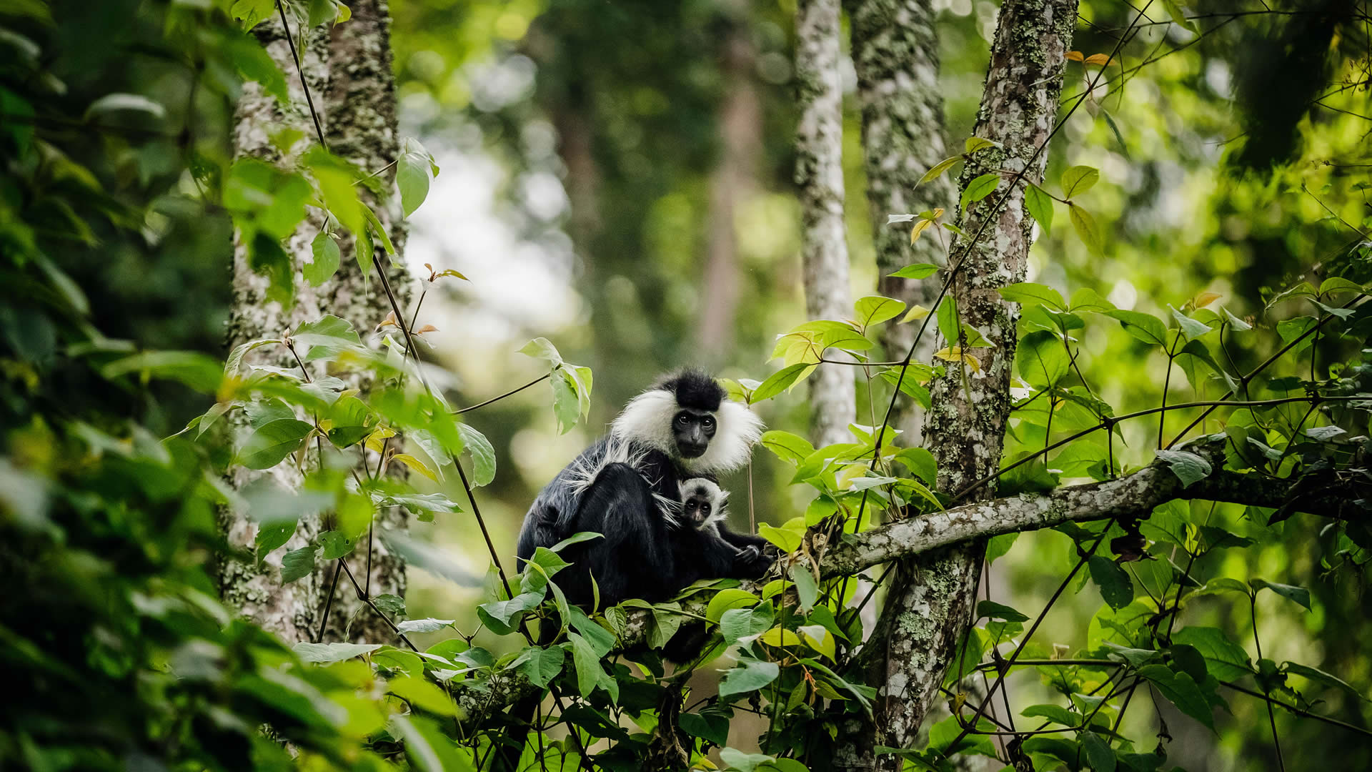 4-Day Murchison Falls National Park & Budongo Tour