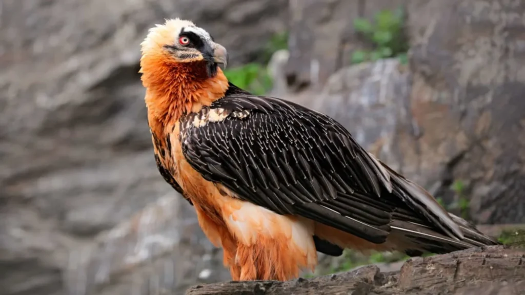 Mount Elgon: 5-Day Itinerary to honeymoon ideas for birders