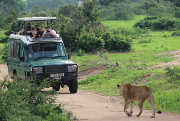5-Day Murchison Falls & Kibale Chimpanzee Safari