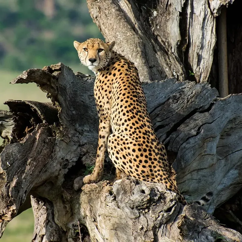 7-Day Murchison Falls & Kidepo National Park Wildlife