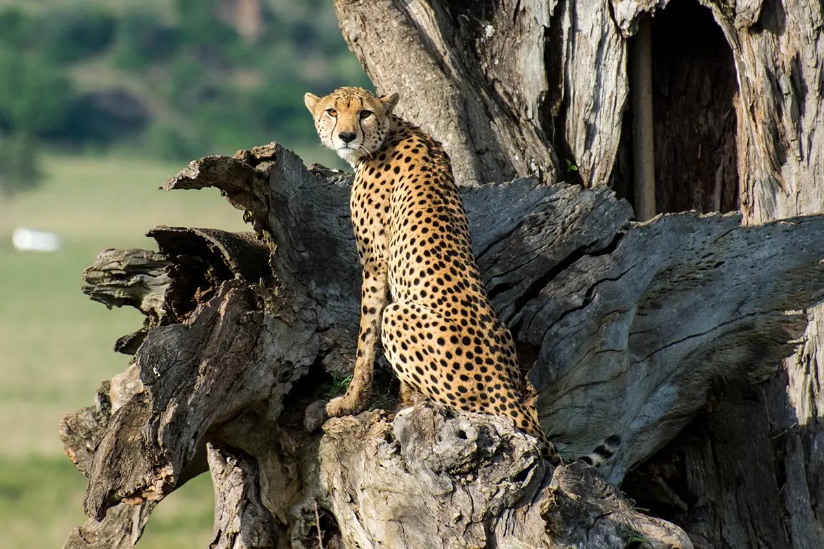 7-Day Murchison Falls & Kidepo National Park Wildlife
