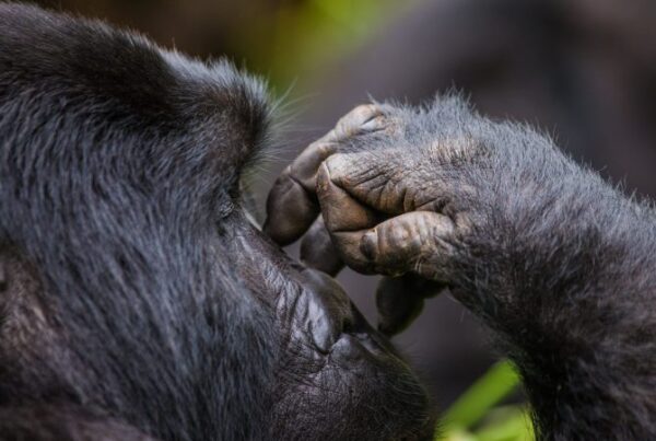 8 Day Gorillas Murchison Falls and Kibale Chimp Trek