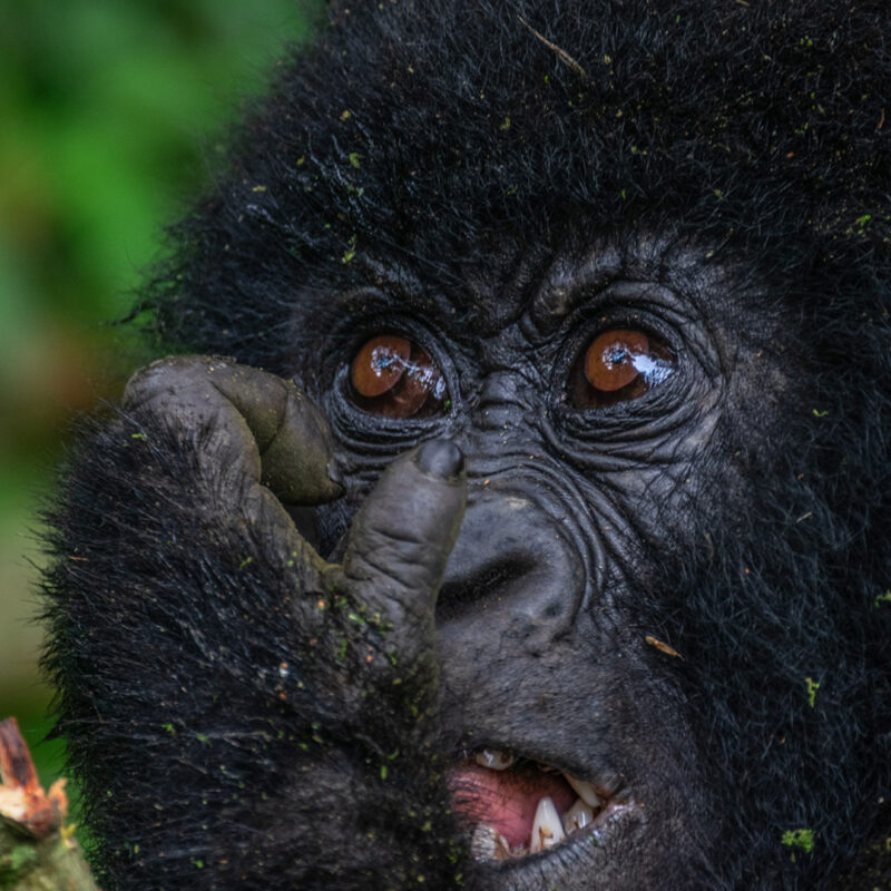8-Day Mgahinga-Queen Elizabeth-Murchison Falls Big Five