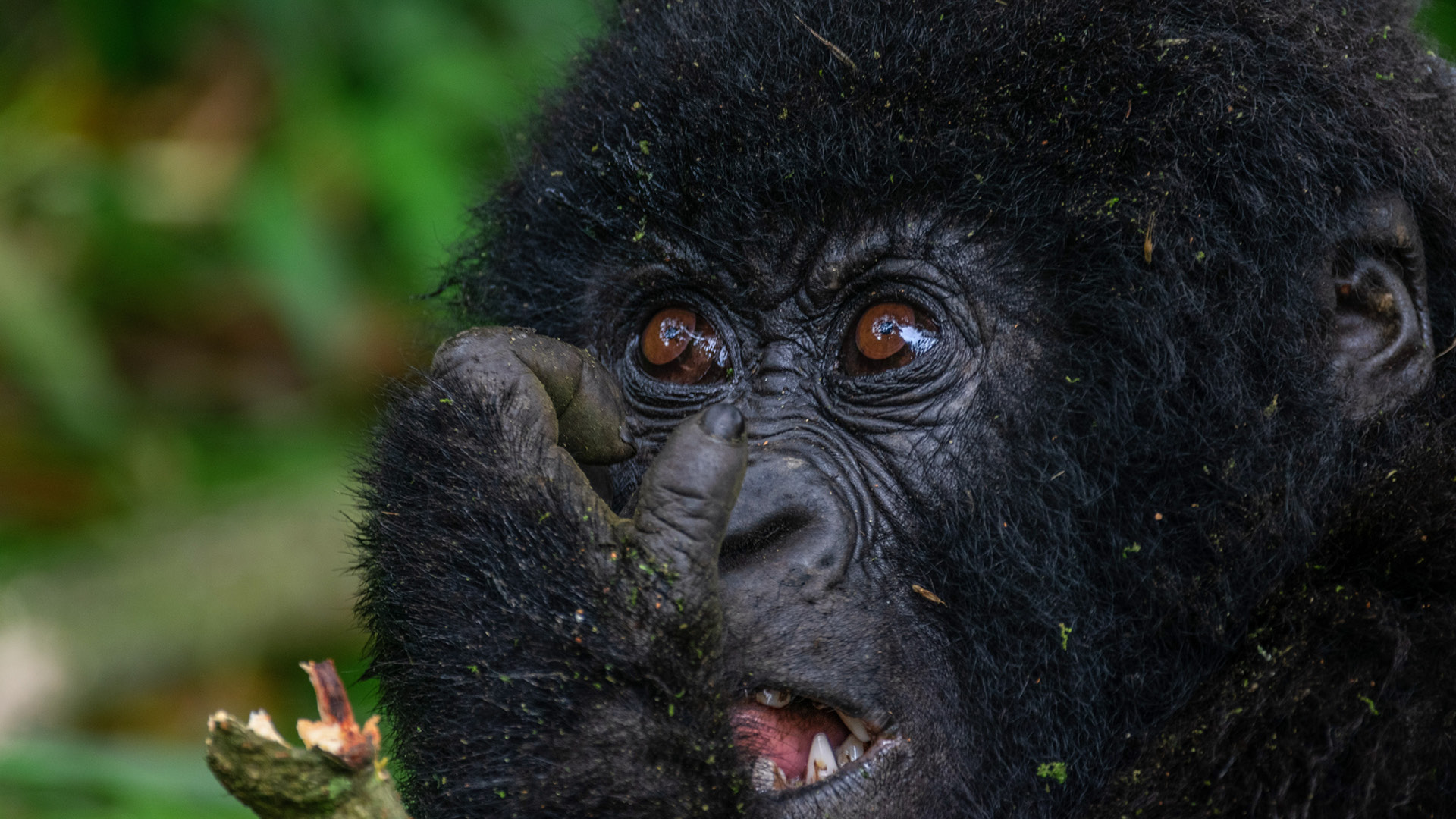 8-Day Mgahinga-Queen Elizabeth-Murchison Falls Big Five