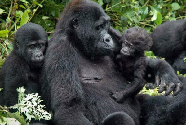 A Complete Guide to Gorilla Trekking in Bwindi Impenetrable National Park