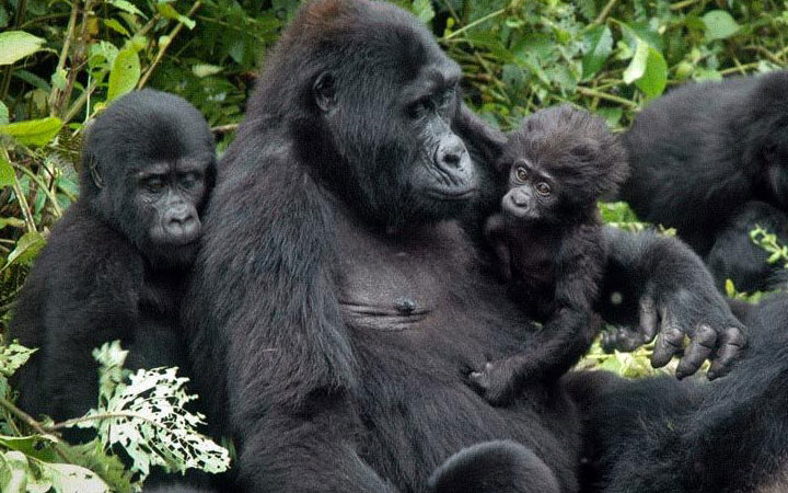 A Complete Guide to Gorilla Trekking in Bwindi Impenetrable National Park