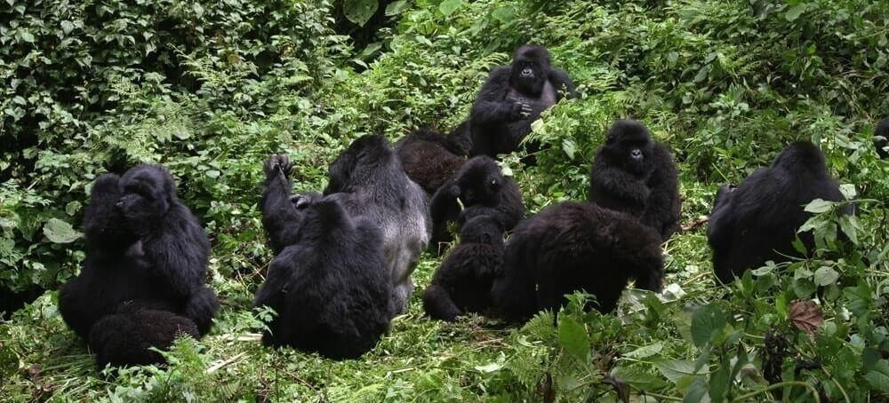 A Complete Guide to Gorilla Trekking in Bwindi Impenetrable National Park