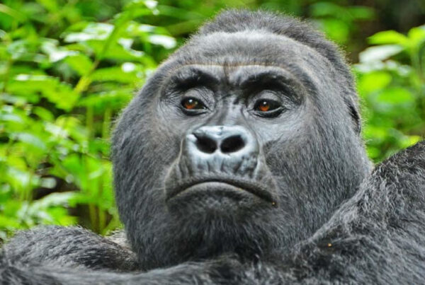 A Photographer’s Guide to Gorilla Safaris in Bwindi