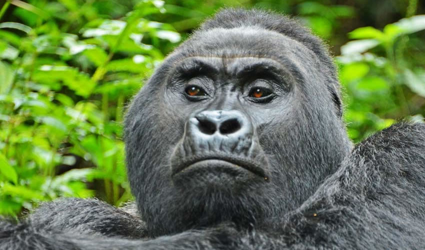 A Photographer’s Guide to Gorilla Safaris in Bwindi