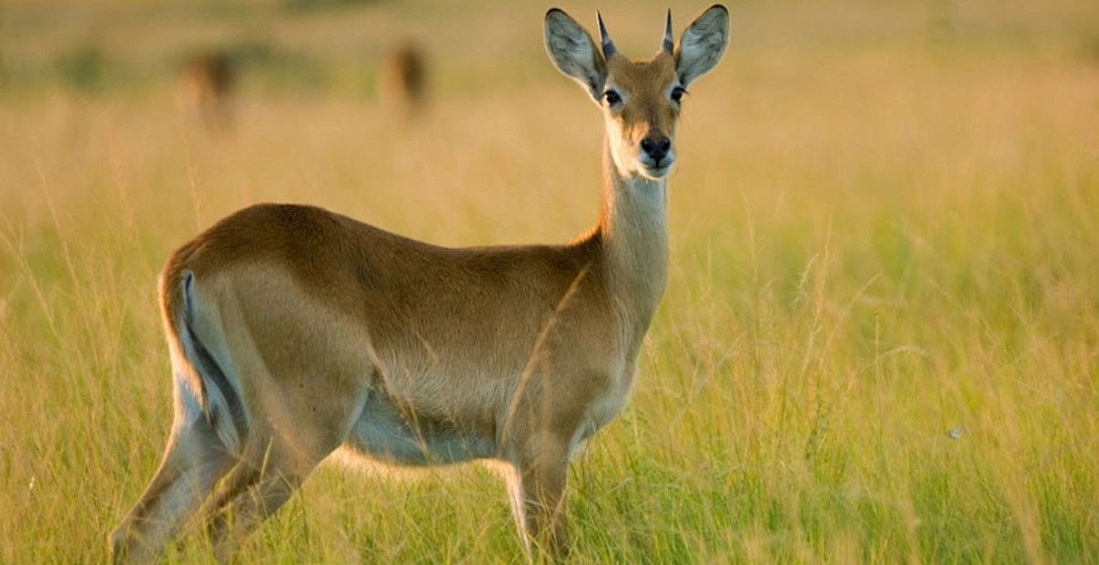 Ajai Wildlife Reserve