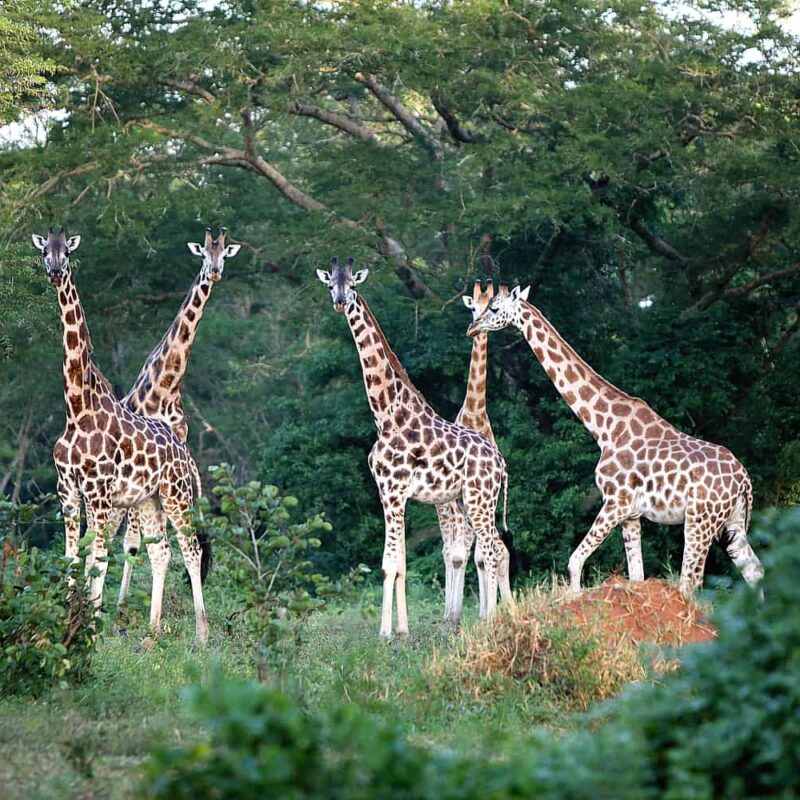 Autumn in Uganda (Sep – Nov)