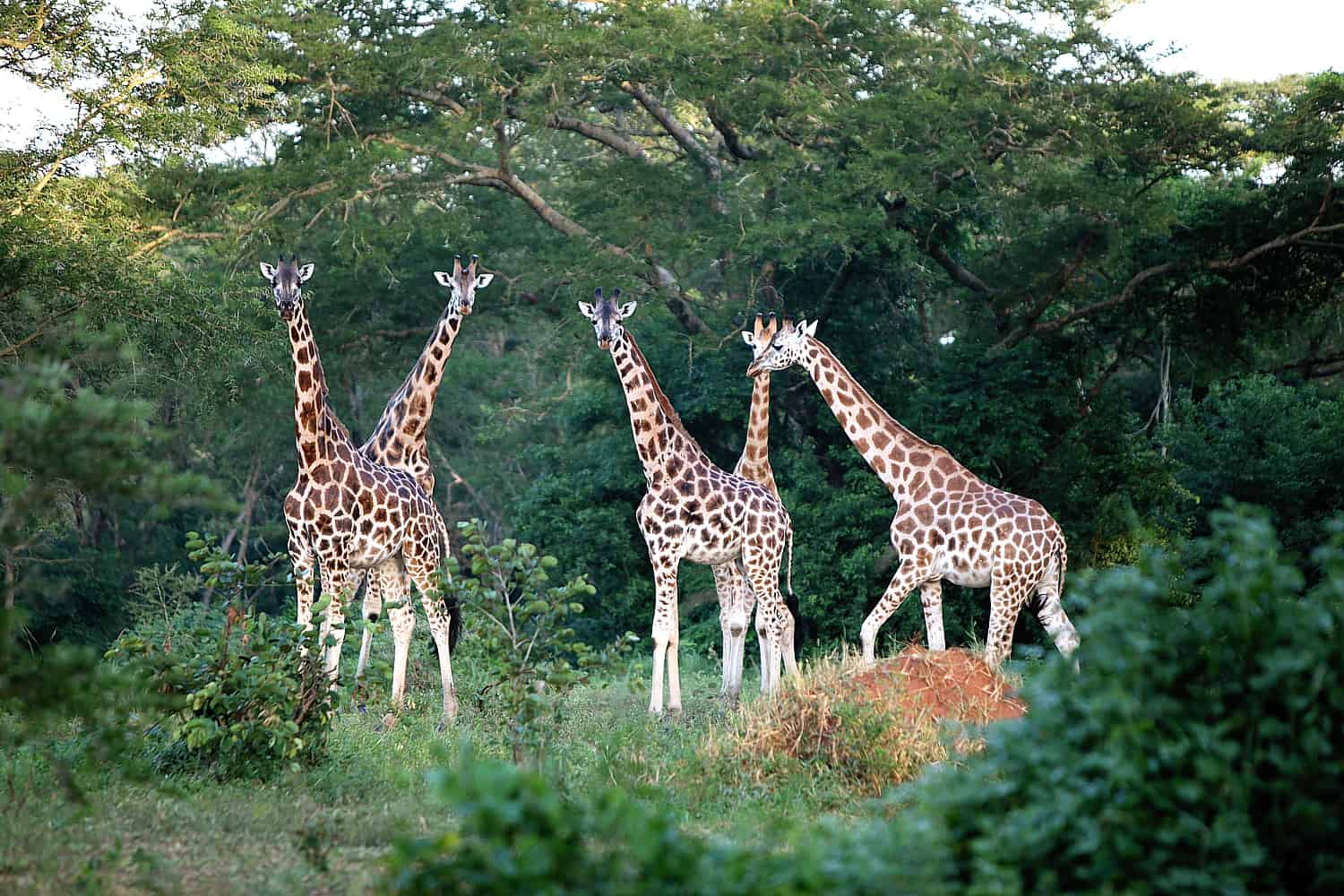 Autumn in Uganda (Sep – Nov)
