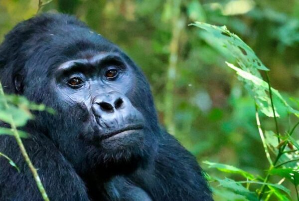 Best Time to Visit Bwindi for Gorilla Safaris