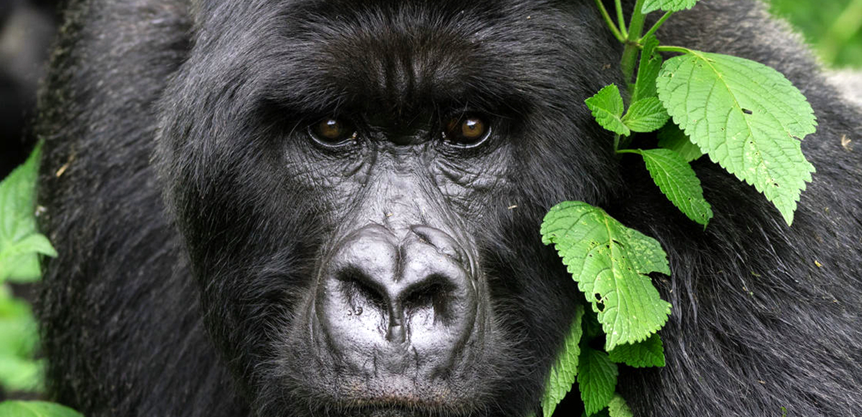 Best Time to Visit Bwindi for Gorilla Safaris