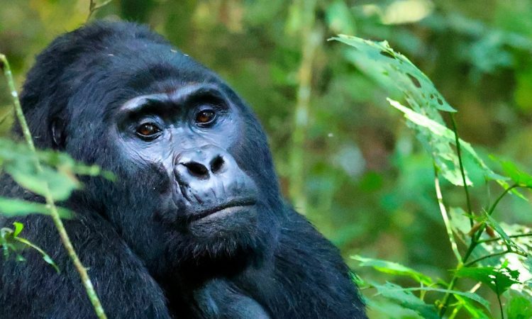 Best Time to Visit Bwindi for Gorilla Safaris