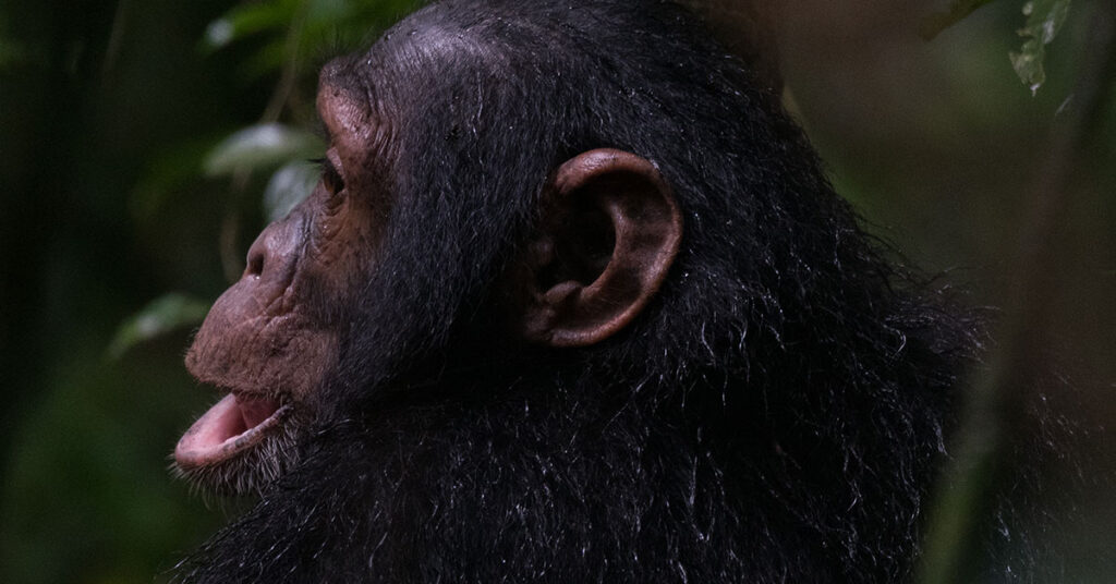 Best time to go chimpanzee habituation in Uganda?