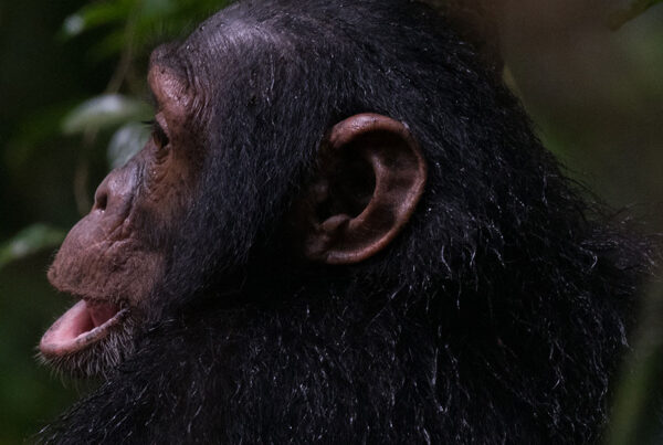 Best time to go chimpanzee habituation in Uganda?