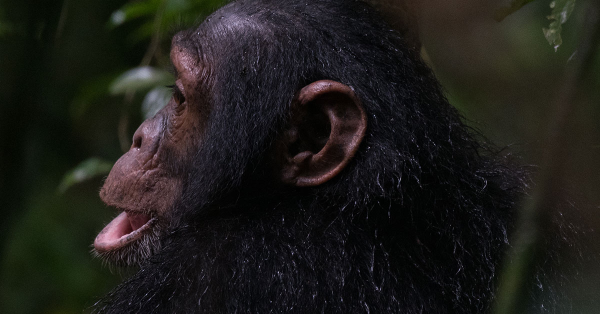 Best time to go chimpanzee habituation in Uganda?