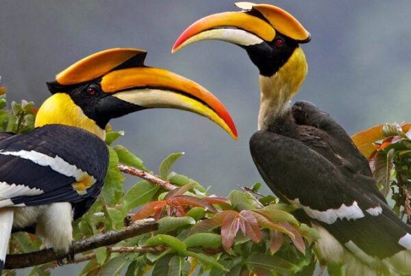 Bird Watching in Uganda