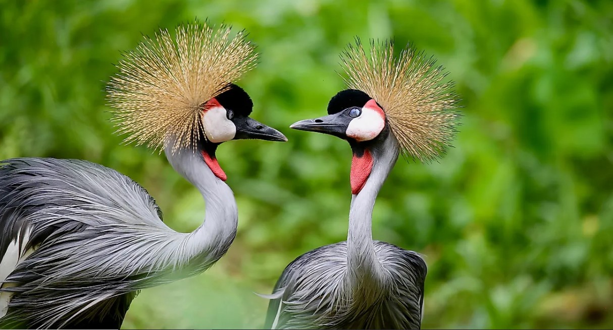 Birds in Uganda