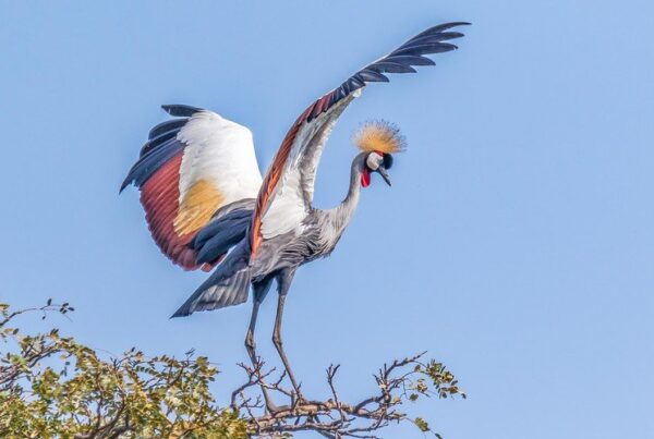 Birdwatching in Bwindi: Uganda’s Avian Paradise