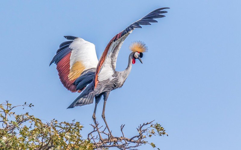 Birdwatching in Bwindi: Uganda’s Avian Paradise
