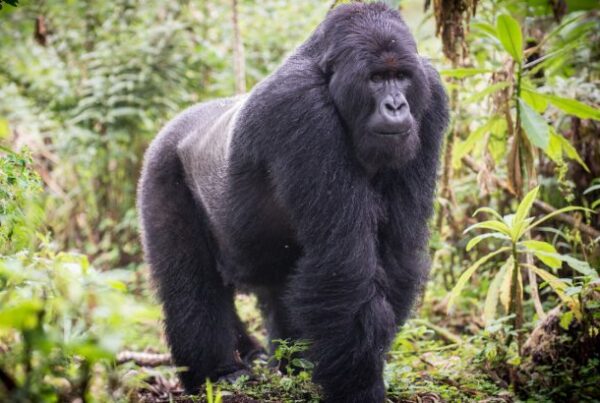 Budget-Friendly Gorilla Trekking in Bwindi National Park