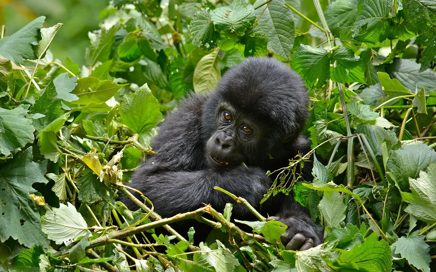 Budget-Friendly Gorilla Trekking in Bwindi National Park