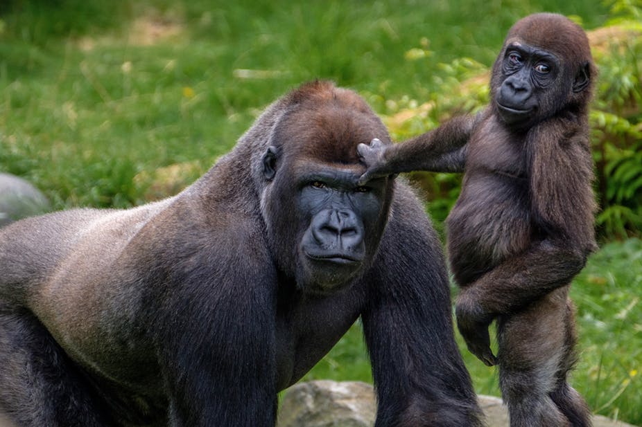 Budget Travel Guide at Mgahinga Gorilla National Park: Insider Tips to add to your bucket list