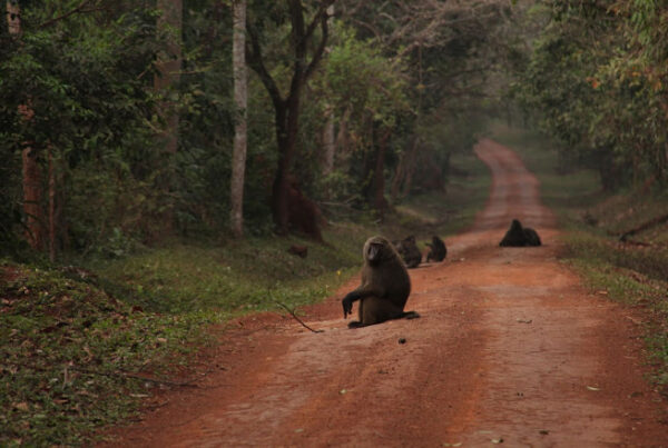 Budongo Forest Conservation Volunteering: How to Travel Responsibly with kids