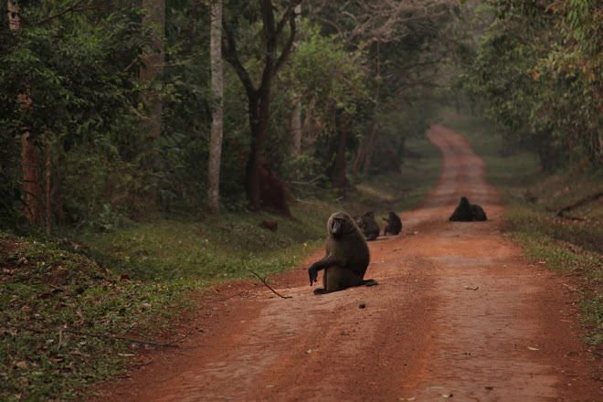 Budongo Forest Conservation Volunteering: How to Travel Responsibly with kids
