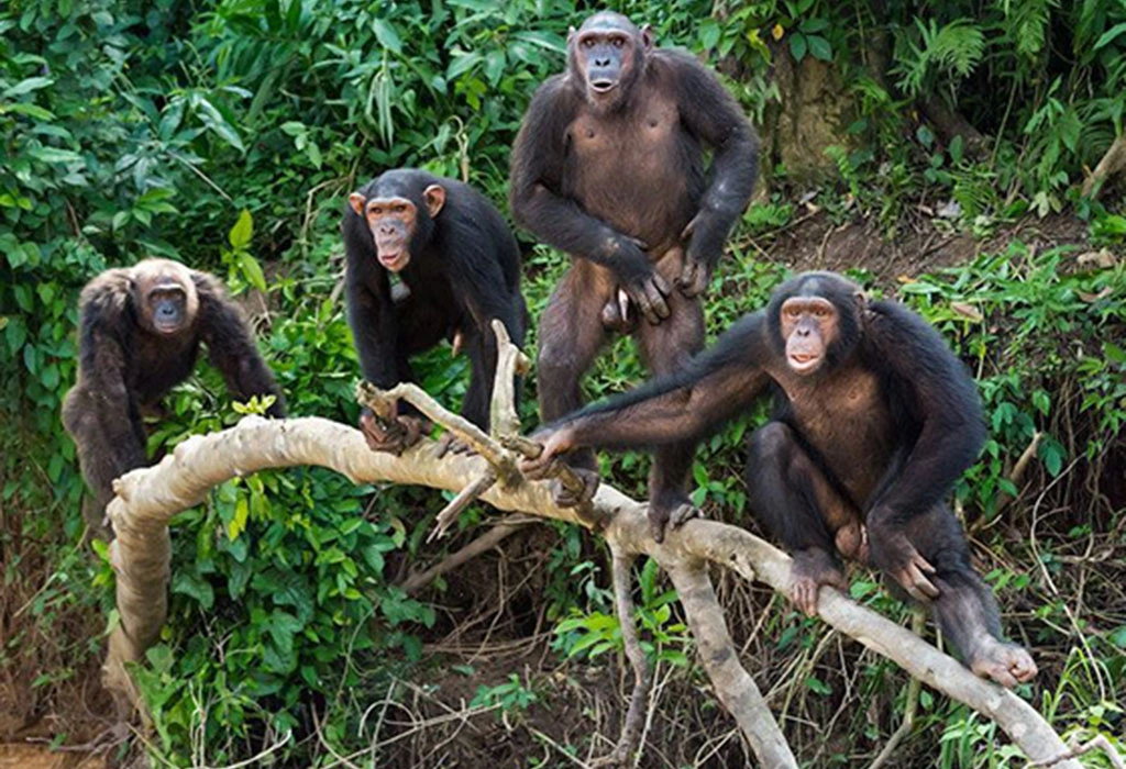 Budongo Forest