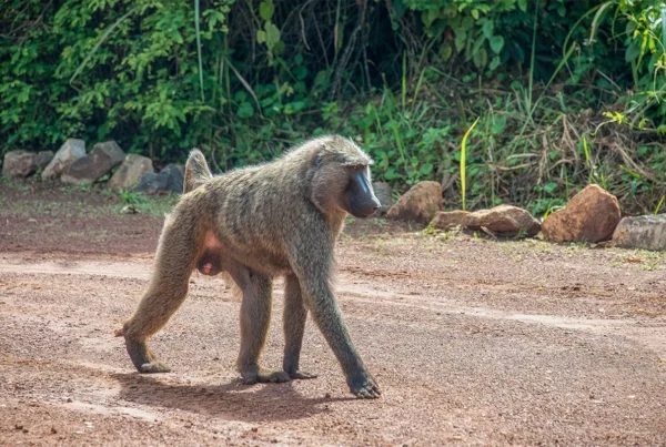 Bugungu Wildlife Reserve