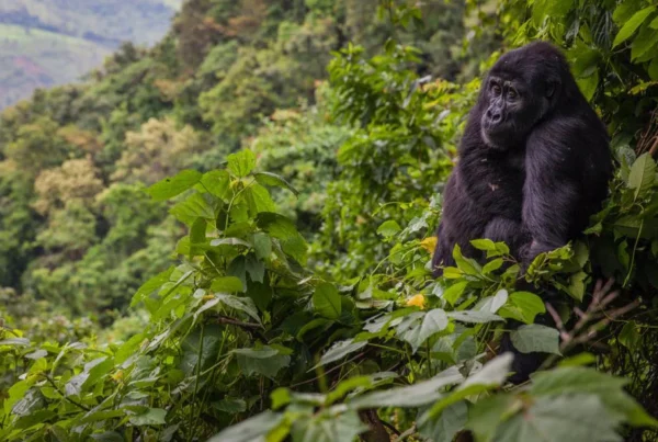 Bwindi Impenetrable Forest: UNESCO World Heritage Site Explained