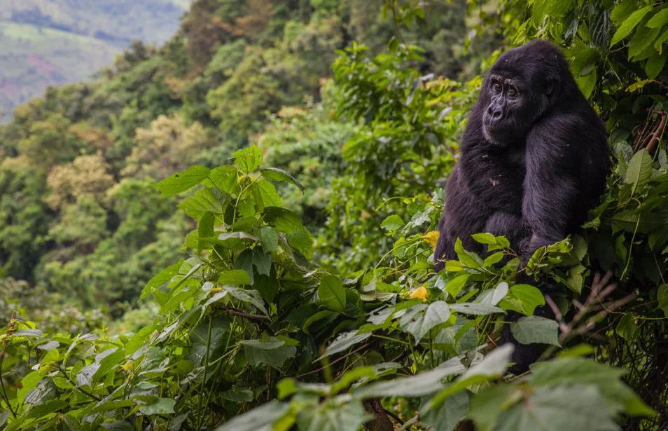 Bwindi Impenetrable Forest: UNESCO World Heritage Site Explained