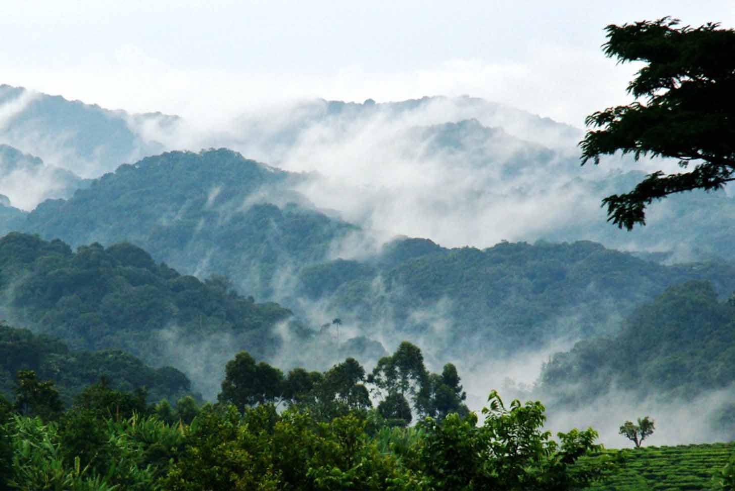 Bwindi Impenetrable Forest: UNESCO World Heritage Site Explained