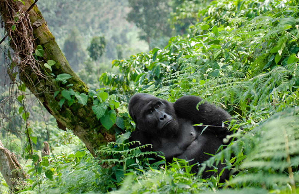Bwindi Impenetrable National Park: Wildlife, Culture, and Adventure
