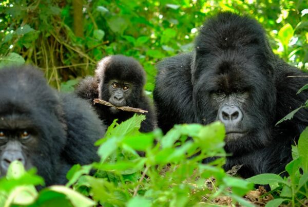 Bwindi gorilla trekking