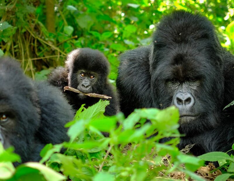Bwindi gorilla trekking