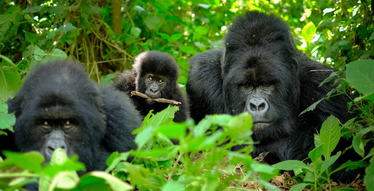 Bwindi gorilla trekking