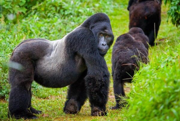 Bwindi Impenetrable National Park vs Mgahinga: Where to Trek Gorillas