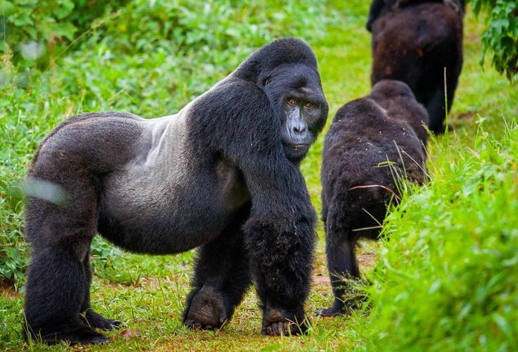 Bwindi Impenetrable National Park vs Mgahinga: Where to Trek Gorillas