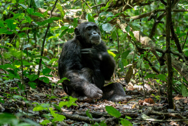 Chimpanzee Tracking at Fort Portal: Packing Essentials for groups