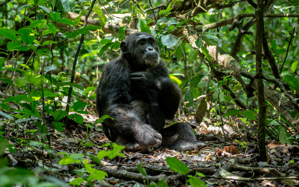 Chimpanzee Tracking at Fort Portal: Packing Essentials for groups